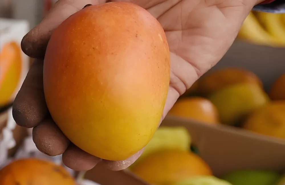 Thu hoạch xoài Alphonso