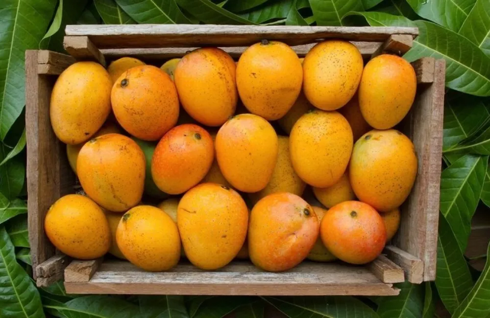 Thu hoạch xoài Alphonso