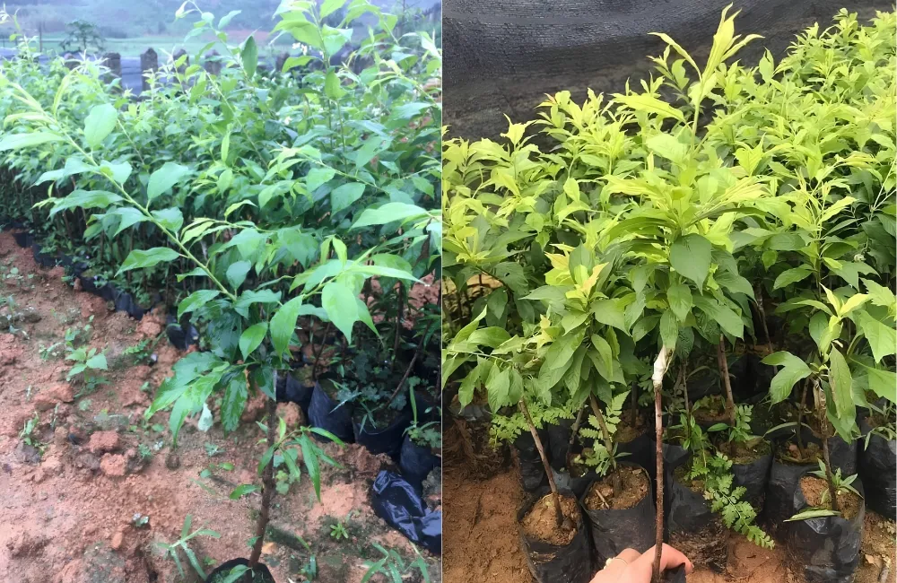 Kỹ thuật trồng Mận Tam Hoa
