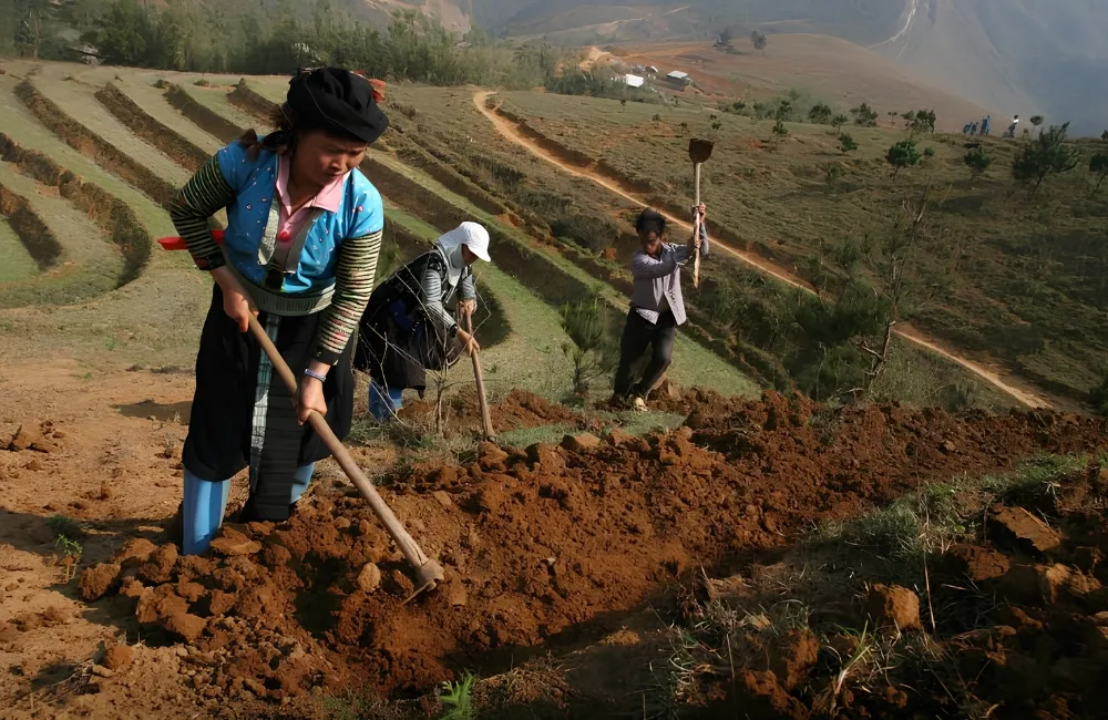 Kỹ thuật trồng Mận Tam Hoa